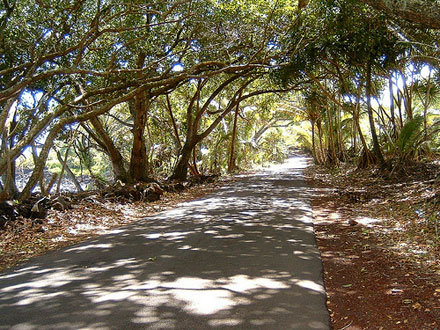 Coastal kamani tree tunnel